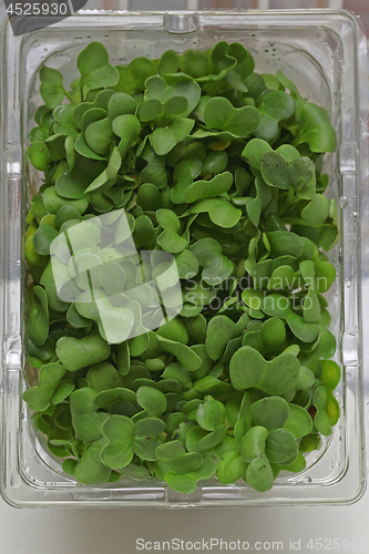 Image of Watercress