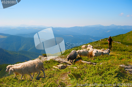 Image of Herd of sheeps