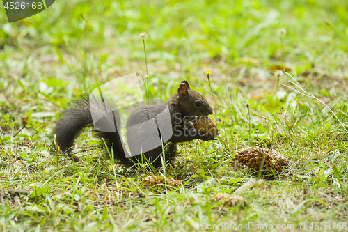 Image of Cute squirrel carrying a nut