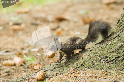 Image of Red squirrel carrying a nut