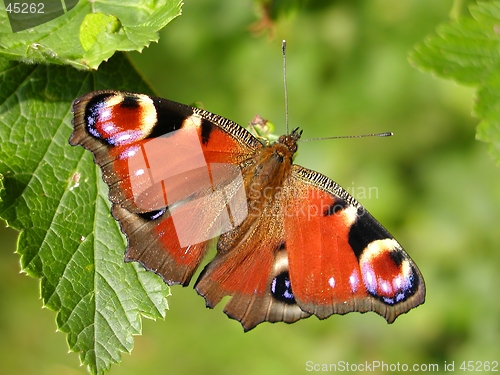 Image of Butterfly