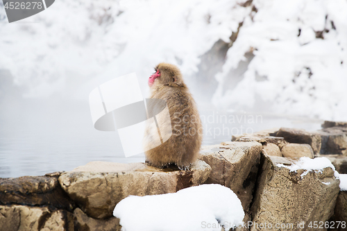 Image of japanese macaque or snow monkey in hot spring