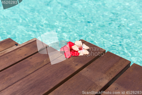 Image of beautiful purple hibiscus flower on wooden pier