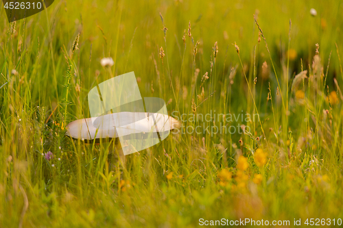 Image of macrolepiota procer