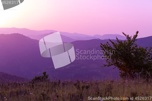 Image of ultra violet purple summer landscape