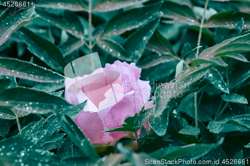 Image of A bush with a blooming pion in the garden.