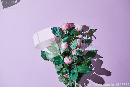 Image of Bouquet of pink roses. Reflection of a shadow on a violet backgr