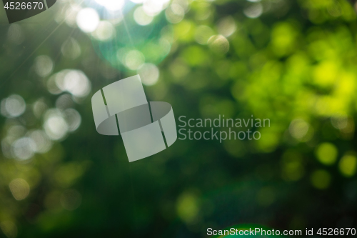 Image of Green summer garden. Blurred natural background with bokeh effect on a sunny day.