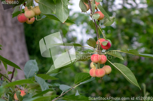 Image of Decorative paradise apples on a green branch in the farm garden. Organic ripe product