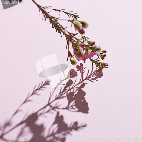 Image of Flowering branch of pink flowers on a pink background