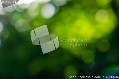 Image of Green foliage. Natural blurred background bokeh on a sunny summer day.