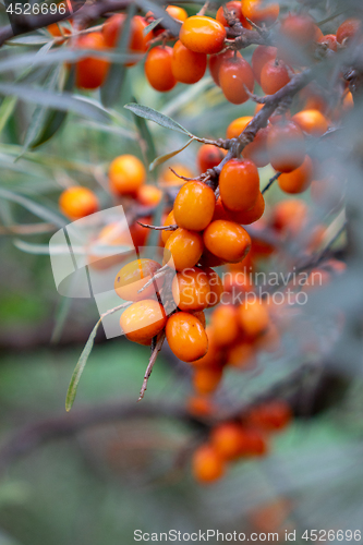 Image of A bunch of juicy eco-friendly sea-buckthorn berries on a green branch in the garden. Macro photo