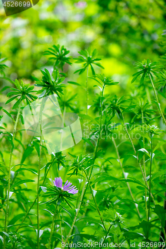 Image of Beautiful summer natural background of green garden in sunny day.