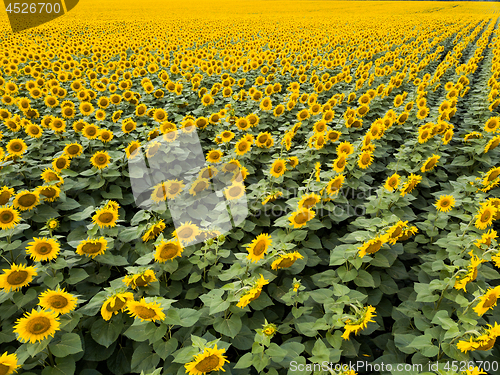 Image of Panoramic view from drone to beautiful yellow field with sunflowers at summer sunny day.