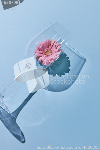 Image of Composition from a glass and gerbera on a blue background. A flo