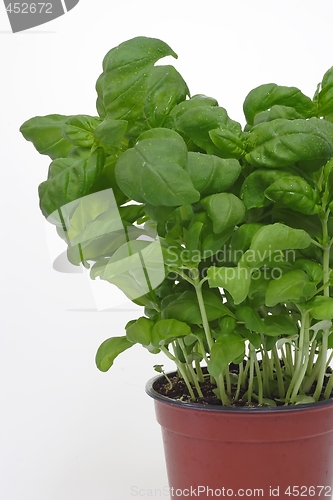 Image of Salad herbs