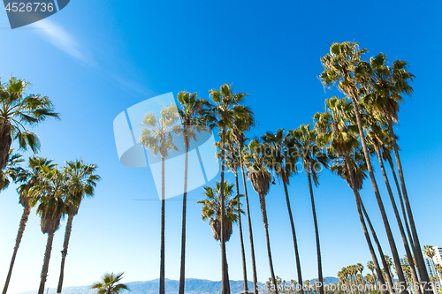 Image of palm trees at venice beach, california