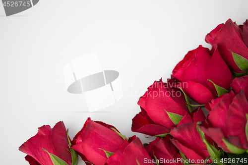 Image of close up of red roses on white background