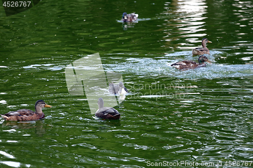 Image of Ducks