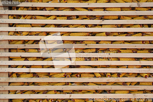 Image of Barn Corn