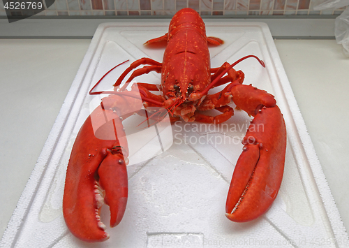 Image of Cooked Lobster