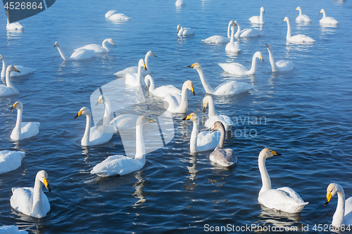 Image of Beautiful white whooping swans