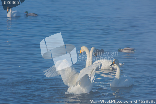 Image of Beautiful white whooping swans