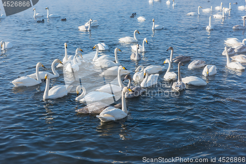 Image of Beautiful white whooping swans