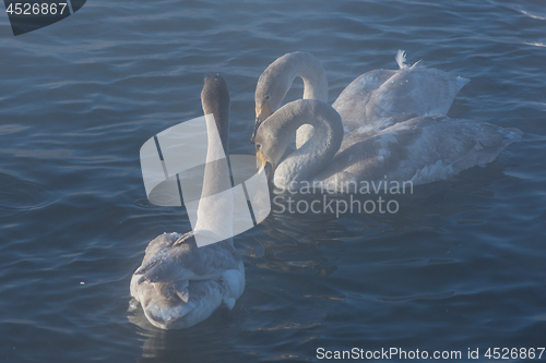 Image of Beautiful white whooping swans