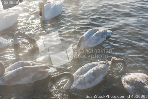 Image of Beautiful white whooping swans