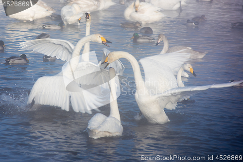 Image of Beautiful white whooping swans