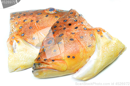 Image of Grouper fish head on white background
