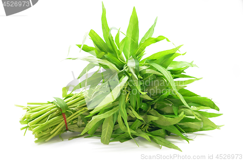 Image of Water spinach or morning glory