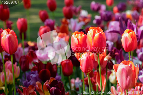 Image of Blooming tulips flowerbed in Keukenhof flower garden, Netherland