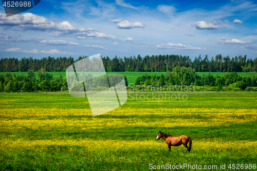 Image of Green scenery lanscape with horse