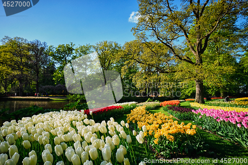 Image of Blooming tulips flowerbeds in Keukenhof flower garden, Netherlan