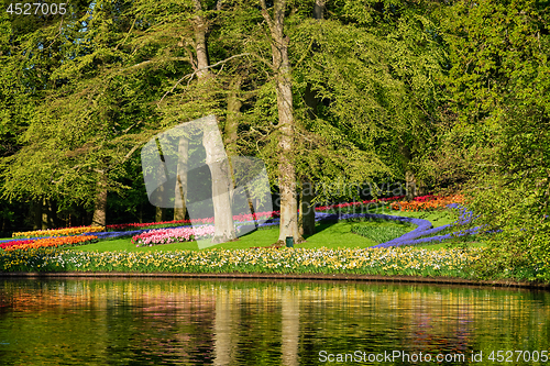 Image of Blooming tulips flowerbeds in Keukenhof flower garden, Netherlan