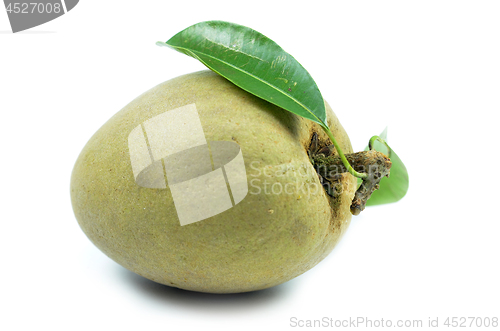 Image of Fresh sapodilla tropical fruit