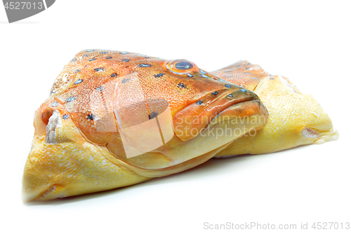 Image of Grouper fish head on white background