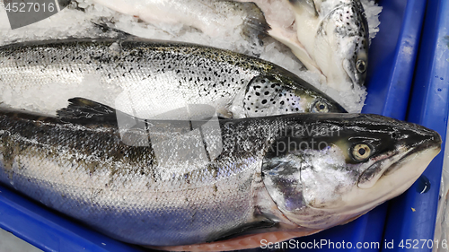 Image of Salmon fish on ice for sale in market