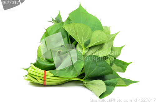 Image of Bunch of sweet potatos leaves