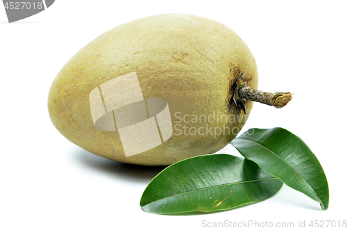 Image of Fresh sapodilla tropical fruit