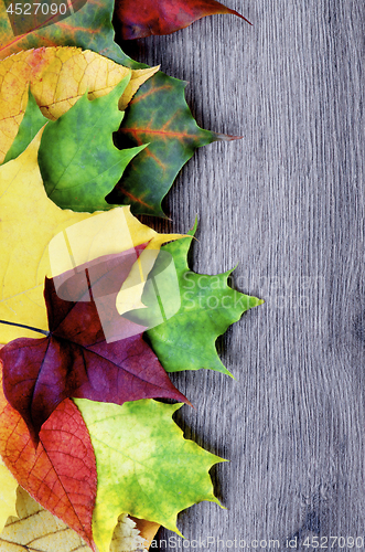 Image of Frame of Autumn Leafs