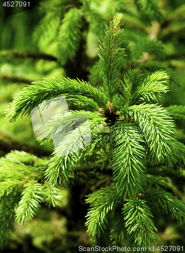 Image of Young Spruce Shoots