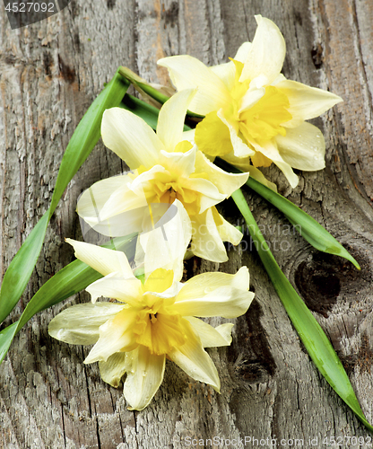 Image of Spring Terry Daffodils