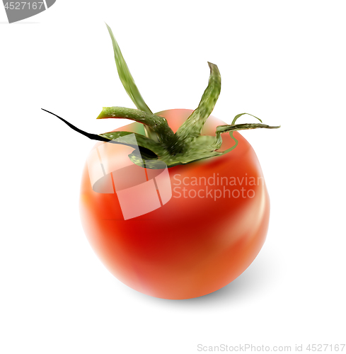 Image of Red tomato on a white background. Vector illustration