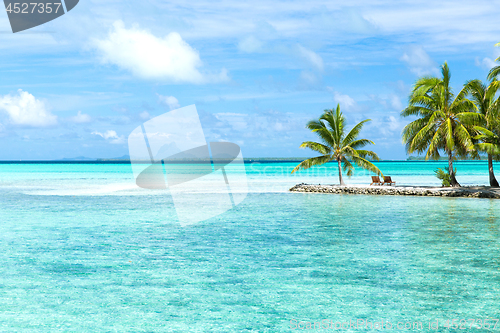 Image of palm trees on tropical beach in french polynesia