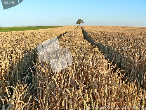 Image of Wheat field