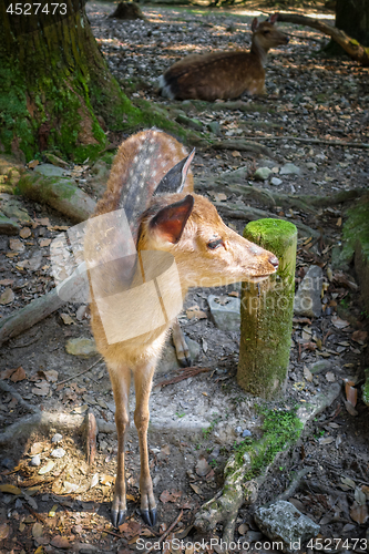Image of Sika fawn deer in Nara Park forest, Japan