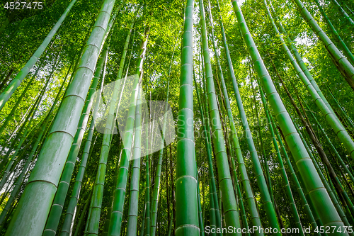 Image of Arashiyama bamboo forest, Kyoto, Japan